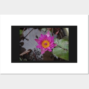 Pink Water Lily Posters and Art